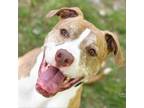 Adopt Clay a Tan/Yellow/Fawn Mixed Breed (Large) / Mixed dog in Walker