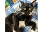 Adopt Cocoa Puff a All Black Domestic Shorthair / Mixed cat in Lakeland