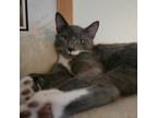 Adopt Leo a Gray or Blue Domestic Shorthair / Mixed cat in Port Richey
