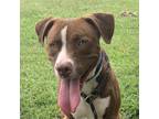 Adopt Probst a Tan/Yellow/Fawn Mixed Breed (Medium) / Mixed dog in Chattanooga