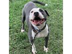 Adopt Jillian a Tan/Yellow/Fawn Mixed Breed (Medium) / Mixed dog in Chattanooga