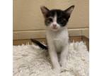 Adopt Mitch a Calico or Dilute Calico Domestic Shorthair / Mixed cat in Los