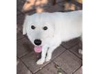 Adopt Be Be a White Great Pyrenees / Mixed dog in Dallas, TX (39027437)