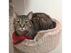 Adopt Aphrodite a Brown or Chocolate Domestic Shorthair / Mixed cat in Buffalo