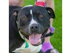 Adopt Tulip a Black American Pit Bull Terrier / Mixed dog in Evansville