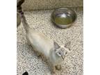 Adopt Ringo a Domestic Shorthair / Mixed cat in Fresno, CA (39158246)