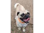 Adopt Pugsina a Pug