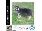 Adopt Turnip (Snow Cones Pups) 080523 a Black - with Tan
