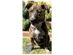 Adopt COH Jane a Brindle Australian Shepherd / Border Collie / Mixed dog in