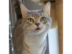 Adopt Belle a Gray, Blue or Silver Tabby Domestic Shorthair cat in Frankfort