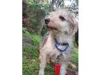 Adopt Nick a Jack Russell Terrier dog in Oak Bluffs, MA (38920312)