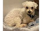 Callie Bichon Frise Adult Female