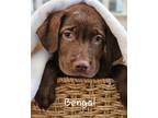 Adopt Bengel a Black Pomeranian / Cattle Dog / Mixed dog in Rancho Cucamonga