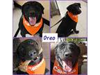 Adopt Oreo a Black Labrador Retriever / Mixed dog in Rancho Cucamonga