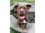 Adopt Catfish a Brown/Chocolate American Pit Bull Terrier / Mixed dog in Kansas