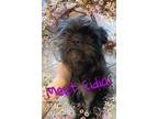 Adopt Cidia a Black Affenpinscher / Mixed dog in San Antonio, TX (38938418)