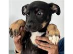 Adopt Jax a Tricolor (Tan/Brown & Black & White) Rottweiler / Australian Kelpie