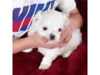 Maltese Puppy for sale in Mooresville, NC, USA