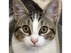 Adopt Junior a Brown Tabby Domestic Shorthair (short coat) cat in Crystal Lake
