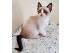 Webby Siamese Kitten Female