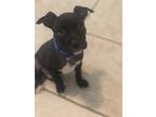 Adopt Russell's Viper a Boston Terrier dog in Merrifield, VA (38946276)