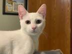 Adopt Olaf a White Siamese cat in Richardson, TX (38973269)
