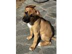 Adopt Goldie a Tan/Yellow/Fawn - with Black Labrador Retriever / Shepherd