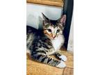 Adopt Razzle (Courtesy Post) a Tortoiseshell Domestic Shorthair / Mixed (short