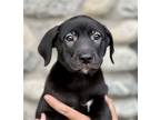 Adopt Gretel a Black Labrador Retriever / Shepherd (Unknown Type) / Mixed dog in