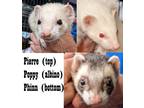 Adopt Pierre, Poppy, Phinn a Albino or Red-Eyed White Ferret small animal in