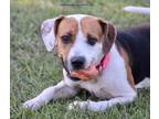 Adopt Gabby a Tricolor (Tan/Brown & Black & White) Hound (Unknown Type) / Mixed
