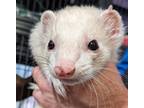 Adopt Pierre a White Ferret small animal in Phoenix, AZ (39060182)