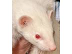 Adopt Poppy a Albino or Red-Eyed White Ferret small animal in Phoenix