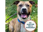 Adopt Echo a American Pit Bull Terrier / Mixed dog in Birdsboro, PA (39015213)