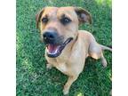 Adopt Sangria - (Medical) a Shepherd (Unknown Type) / Mixed dog in San Diego