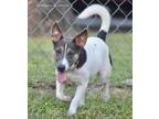 Adopt Jewel a Tricolor (Tan/Brown & Black & White) Terrier (Unknown Type