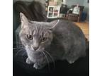 Adopt River a Gray or Blue Domestic Shorthair / Mixed cat in St Paul