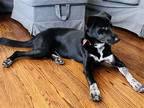 Adopt Georgina a Border Collie / Labrador Retriever / Mixed dog in Germantown