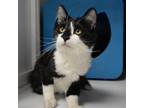 Adopt Wembley a Black & White or Tuxedo Turkish Angora / Mixed (long coat) cat