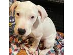 Adopt Lennon a White - with Tan, Yellow or Fawn Dogo Argentino / Pit Bull