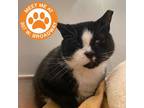 Adopt Jerry - NYC a All Black Domestic Shorthair / Mixed cat in New York City