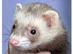 Adopt S'mores a Blonde Ferret small animal in Phoenix, AZ (39030239)