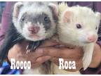 Adopt Rocco & Roca a Sable Ferret small animal in Phoenix, AZ (39131203)