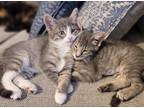 Adopt Prudence a Gray or Blue (Mostly) Domestic Shorthair / Mixed (short coat)