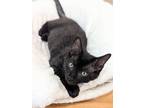 Adopt Bruce Wayne a All Black American Shorthair (short coat) cat in Colmar