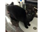 Adopt Weevil a All Black Domestic Mediumhair / Mixed cat in Candler