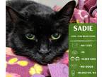 Adopt Sadie a All Black Domestic Shorthair cat in Arlington, WA (39151984)