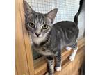Adopt Adolphine a Gray or Blue (Mostly) Domestic Shorthair (short coat) cat in