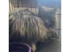 Adopt Volf a Gray or Blue Domestic Longhair / Mixed cat in Taos, NM (38970867)