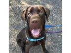 Adopt McGraw a Labrador Retriever / Mixed Breed (Medium) / Mixed dog in Aldie